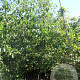 Alnus cordata 400-450 cm draadkluit meerstammig 200-250 diameter
