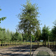 Alnus glutinosa 'Imperialis' 12-14 HO draadkluit