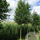 Alnus glutinosa 400-450 cm draadkluit meerstammig 200-250 diameter