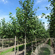 Alnus incana 20-25 HO draadkluit geveerd