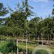 Amelanchier 'Ballerina' 12-14 HO draadkluit