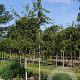 Amelanchier 'Ballerina' 6-8 HO draadkluit