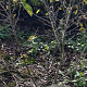 Amelanchier lamarckii 125-150 cm met kluit struik