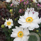 Anemone h. Snow Angel GM P9