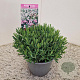 Andromeda polifolia 'Compacta' 20-25 cm 2,5L