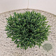 Andromeda polifolia 'Compacta' 20-25 cm 2,5L
