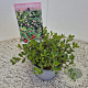 Arctostaphylos uva-ursi 20-25 cm C1.5