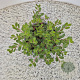 Arctostaphylos uva-ursi 20-25 cm C1.5