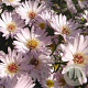 Aster 'Anja's Choice' GM P9