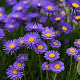 Aster alpinus GM P9 BIO