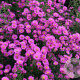 Aster 'Pixie Red Eye' GM P9
