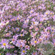Aster radula 'August Sky' GM P9