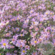 Aster radula 'August Sky' GM P9