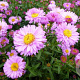 Aster n.-b. 'Rosenponpon' GM P9
