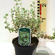 Ballota pseudodictamnus GM P9 BIO