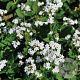 Brunnera macr. 'Betty Bowring' GM P9