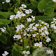 Brunnera macr. 'Betty Bowring' GM P9