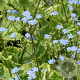 Brunnera macr. 'Hadspen Cream' GM P9