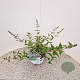 Buddleja 'Blue Chip' 40-45 cm 3,0L