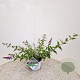 Buddleja 'Blue Chip' 40-45 cm 3,0L