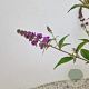 Buddleja 'Blue Chip' 40-45 cm 3,0L