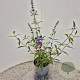 Buddleja d. 'Black Knight' 40-50 cm 3,0L