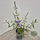 Buddleja d. 'Black Knight' 40-50 cm 3,0L