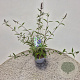 Buddleja d. 'Empire Blue' 40-50 cm 3,0L