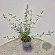 Buddleja d. 'Empire Blue' 40-50 cm 3,0L