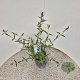 Buddleja d. 'Empire Blue' 40-50 cm 3,0L