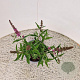 Buddleja d. Pink Micro Chip 30-40 cm 3,0L