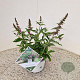 Buddleja d. Pink Micro Chip 30-40 cm 3,0L