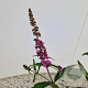 Buddleja d. Pink Micro Chip 30-40 cm 3,0L