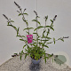 Buddleja d. 'Royal Red' 40-50 cm 3,0L