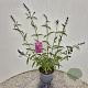 Buddleja d. 'Royal Red' 40-50 cm 3,0L