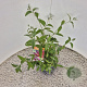 Buddleja weyer. 'Flower Power' 40-50 cm 3,0L