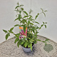 Buddleja weyer. 'Flower Power' 40-50 cm 3,0L