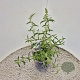 Buddleja d. 'White Profusion' 40-50 cm 3,0L