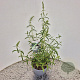 Buddleja d. 'White Profusion' 40-50 cm 3,0L