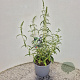 Buddleja d. 'White Profusion' 40-50 cm 3,0L