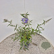Buddleja 'Lochinch' 40-50 cm 3,0L