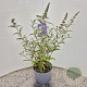 Buddleja 'Lochinch' 40-50 cm 3,0L