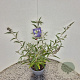 Buddleja 'Lochinch' 40-50 cm 3,0L