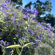 Caryopteris cland. 'Heavenly Blue' 40-45 cm 2,5L