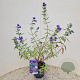 Caryopteris cland. 'Heavenly Blue' 40-45 cm 2,5L