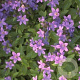 Campanula lact. 'Pouffe' GM P9