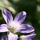 Campanula lact. 'Superba' GM P9