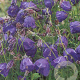 Campanula pulloides 'G.F. Wilson' GM P9