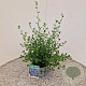 Ceanothus impressus 'Victoria' 30-40 cm 2,5L