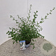 Ceanothus thyr. 'Millerton Point' 30-40 cm 2,5L